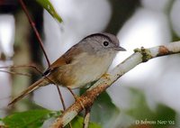 Mountain Fulvetta - Alcippe peracensis