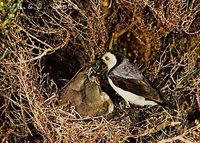 White-fronted Chat - Epthianura albifrons