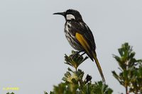 White-cheeked Honeyeater - Phylidonyris nigra