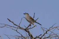 Black-crowned Tchagra - Tchagra senegala