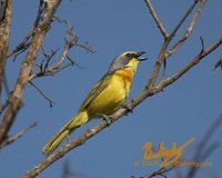 Sulphur-breasted Bushshrike - Telophorus sulfureopectus