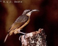Victoria's Riflebird - Ptiloris victoriae