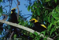 Regent Bowerbird - Sericulus chrysocephalus