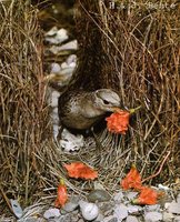 Great Bowerbird - Chlamydera nuchalis