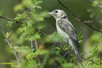 Warbling Vireo - Vireo gilvus