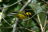 Hooded Warbler - Wilsonia citrina