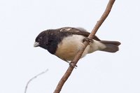 Yellow-bellied Seedeater - Sporophila nigricollis