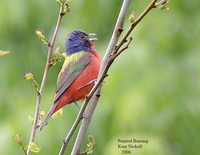 Painted Bunting - Passerina ciris