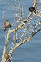 Yellow-winged Blackbird - Agelasticus thilius