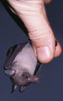 Megaloglossus woermanni - long-tongued fruit bat