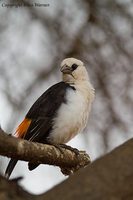 White-headed Buffalo Weaver