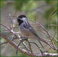 Mexican Chickadee in the Chiricahua Mountains