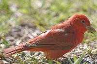 Summer Tanager-1.jpg