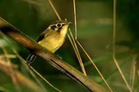 White-throated  spadebill   -   Platyrinchus  mystaceus   -