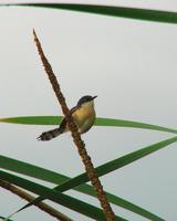 Ashy Prinia