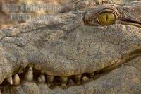 close up of a grinning nile crocodile stock photo