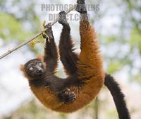 ...Germany , DEU , Gelsenkirchen , 2007Jun08 : A ruffed lemur ( Varecia variegata rubra ) scramblin