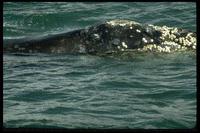 North Pacific Right Whale (Eubalaena japonica) photo