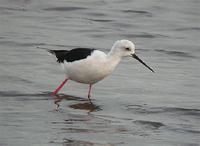 Black-winged Stilt, Titchwell