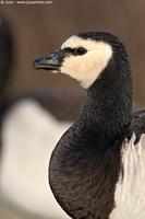 005030 - Branta leucopsis (Barnacle Goose)