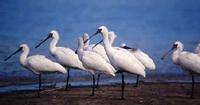 Black-faced        Spoonbills