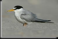 Least Tern, Jones Beach, NY