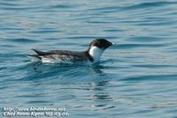 Fig. 8. Ancient Murrelet : 바다쇠오리