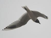 Mingm Larus saundersi