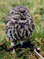 Little Owl