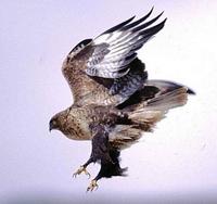 36. 큰말똥가리 (大鵟(NIA), da kuang) Buteo hemilasius