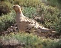 Pallas's Sandgrouse