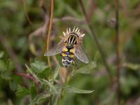 Helophilus trivittatus