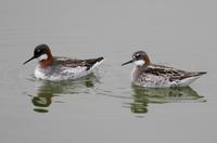 Red-necked Phalarope (Phalaropus lobatus)