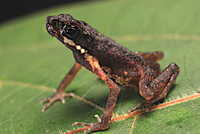 : Ansonia albomaculata