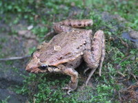 : Discoglossus galganoi galganoi; Iberian Painted Frog