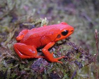 : Mantella milotympanum