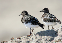 : Arenaria melanocephala; Black Turnstone