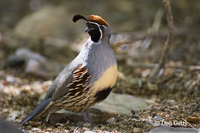 : Callipepla gambelii; Gambel's Quail