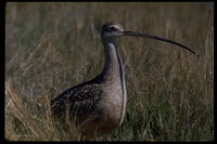 : Numenius americanus; Long-billed Curlew