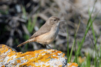 : Salpinctes obsoletus; Rock Wren