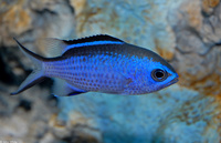 : Chromis cyaneus; Blue Chromis