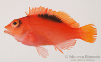 : Neocirrhites armatus