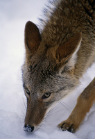 : Canis latrans; Coyote