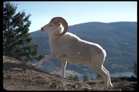 : Ovis dalli; Dall Sheep