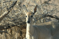 : Sylvicapra grimmia grimmia; Common Grey Duiker