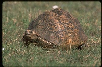 : Testudo pardalis; Leopard Tortoise