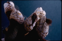 : Pollicipes polymerus; Goose-neck Barnacle