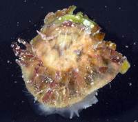 : Spondylus violacescens
