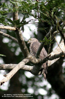 Grey-faced Buzzard Scientific name - Butastur indicus