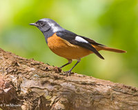 Daurian Redstart